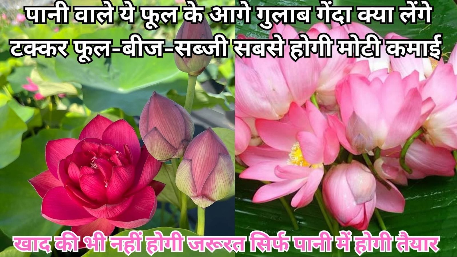 पानी वाले ये फूल के आगे गुलाब गेंदा क्या लेंगे टक्कर, अगस्त में करें खेती फूल-बीज-सब्जी सबसे होगी मोटी कमाई खाद की भी नहीं होगी जरूरत सिर्फ पानी में होगी तैयार