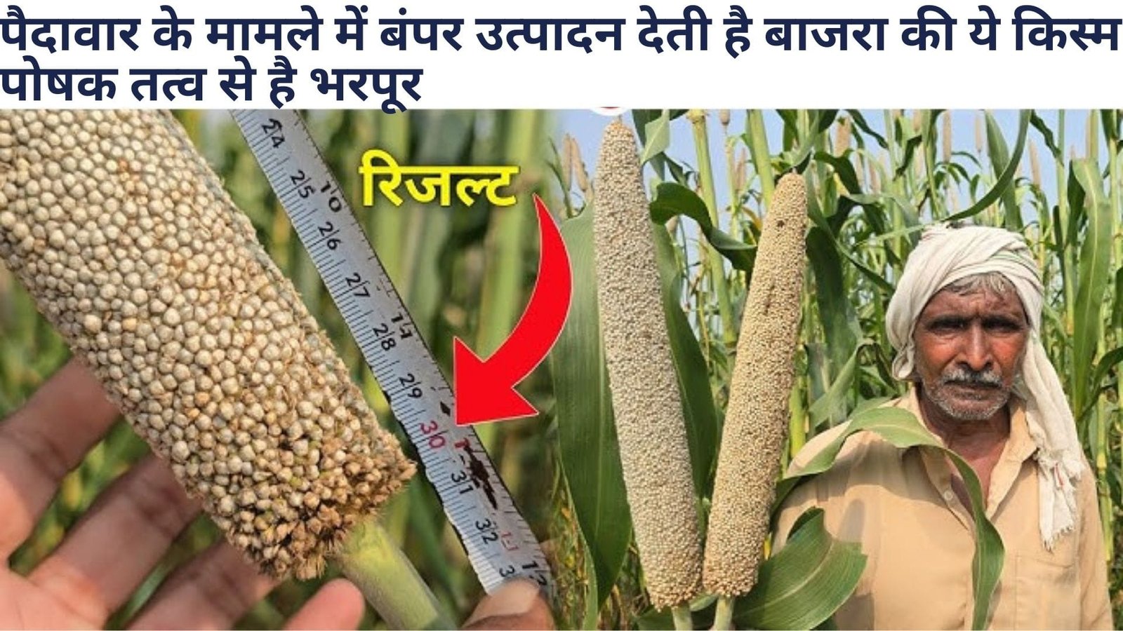 पैदावार के मामले में बंपर उत्पादन देती है बाजरा की ये किस्म, पोषक तत्व से है भरपूर 80 दिन में खेती से आएंगे लाखों, जानिए खासियत