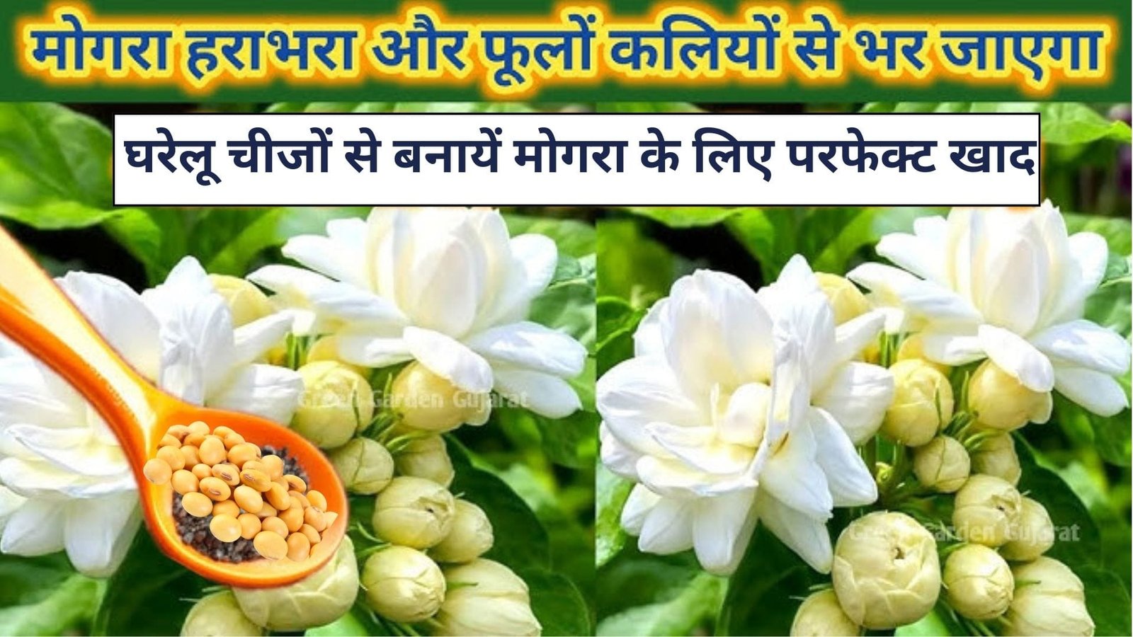 घरेलू चीजों से बनायें मोगरा के लिए परफेक्ट खाद, अगस्त में डालें सितंबर में फूलों से भर जाएगा पौधा पत्तियां भी नहीं आएगी नजर, जाने कैसे