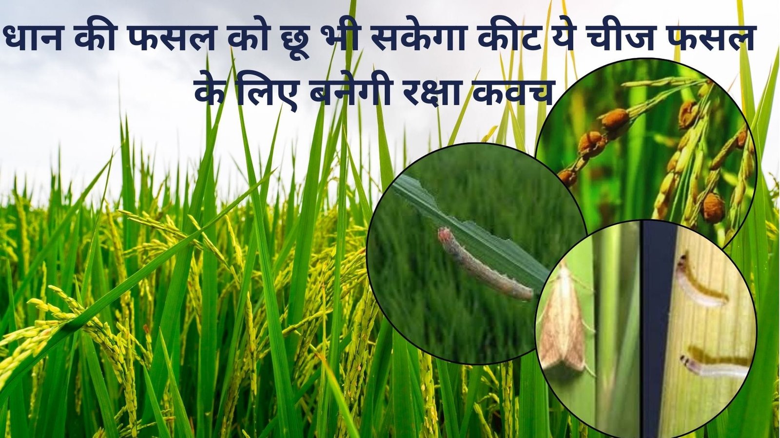 Agriculture tips: धान की फसल को छू भी सकेगा कीट, ये चीज फसल के लिए बनेगी रक्षा कवच पैदावार में होगी बेशुमार वृद्धि, जानिए कैसे