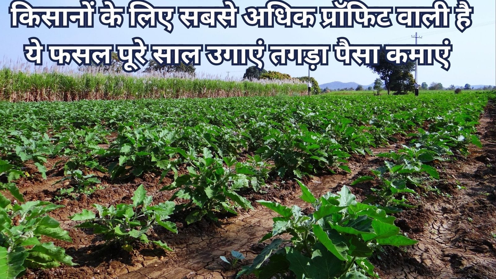 किसानों के लिए सबसे अधिक प्रॉफिट वाली है ये फसल, पूरे साल उगाएं तगड़ा पैसा कमाएं 65 दिनों में पहली तुड़ाई होगी शुरू, जानिए खासियत