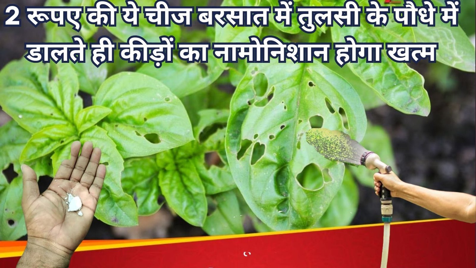 2 रूपए की ये चीज बरसात में तुलसी के पौधे में डालते ही कीड़ों का नामोनिशान होगा खत्म, एक इस्तेमाल से तुरंत होगा विश्वास, जानिए नाम