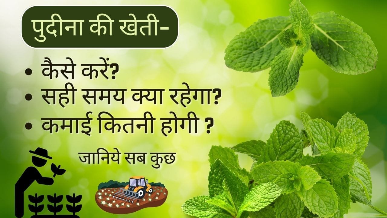पुदीना की खेती में कमाई
