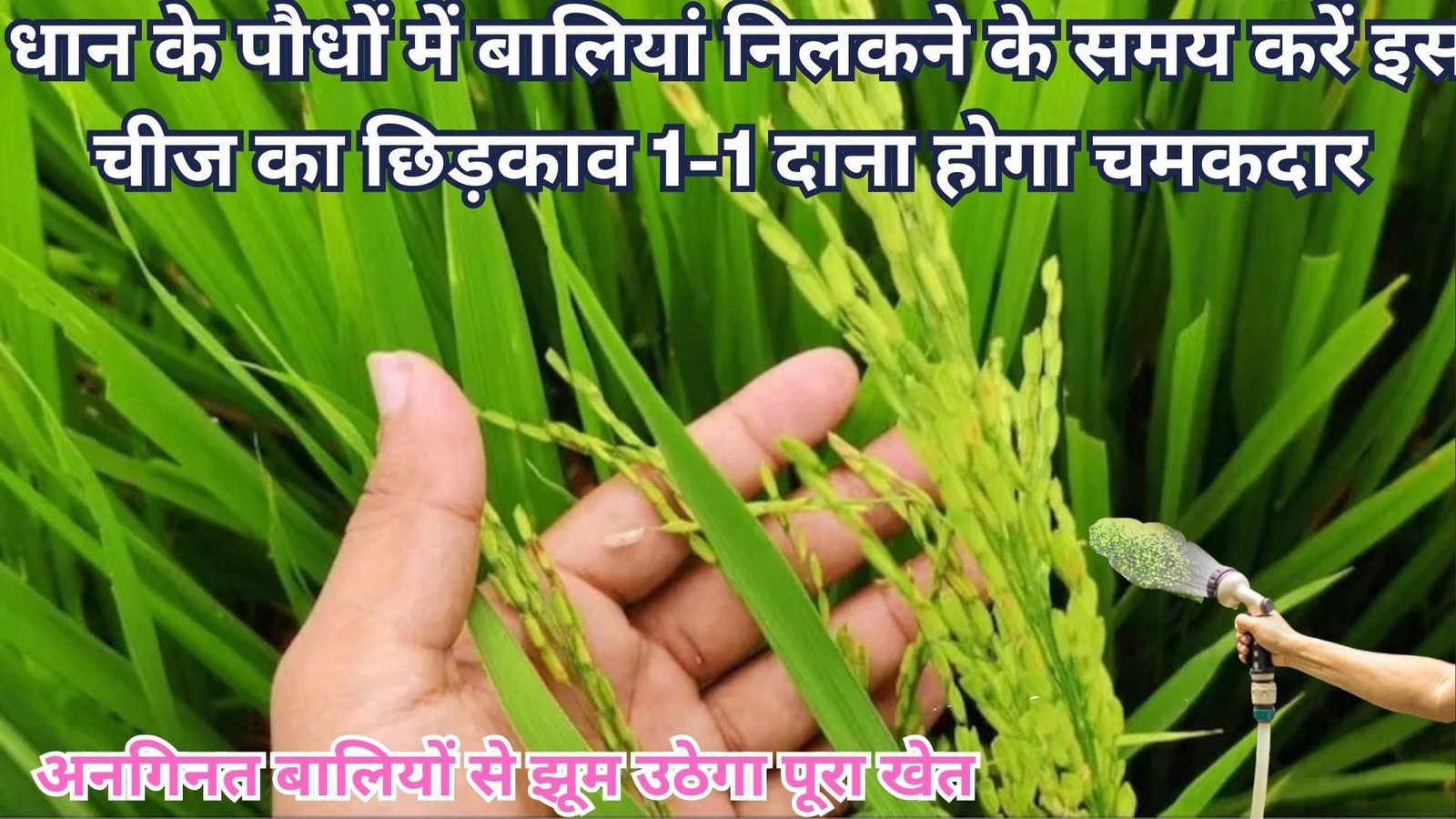 धान के पौधों में बालियां निलकने के समय करें इस चीज का छिड़काव, एक-एक दाना होगा चमकदार अनगिनत बालियों से झूम उठेगा पूरा खेत