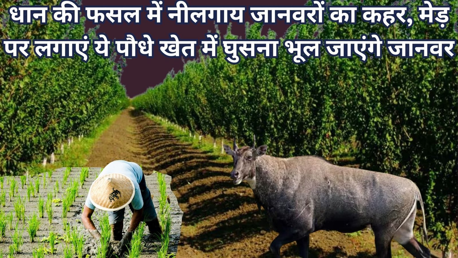 Agriculture tips: धान की फसल में नीलगाय जानवरों का कहर, मेड़ पर लगाएं ये पौधे खेत में घुसना भूल जाएंगे जानवर कमाई भी होगी डबल