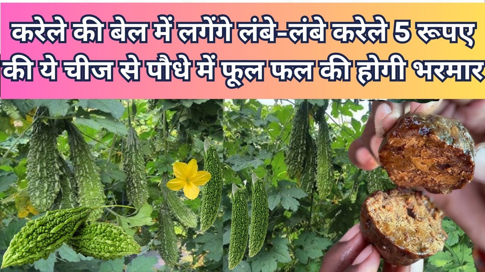 करेले की बेल में लगेंगे लंबे-लंबे करेले, 5 रूपए की ये चीज से पौधे में फूल फल की होगी भरमार पौधे की हर समस्या का एक रामबाण इलाज, जानिए नाम