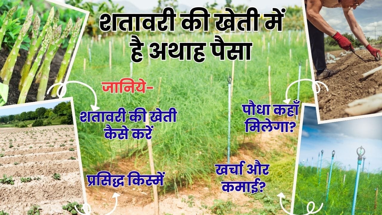 शतावरी की खेती कैसे करें