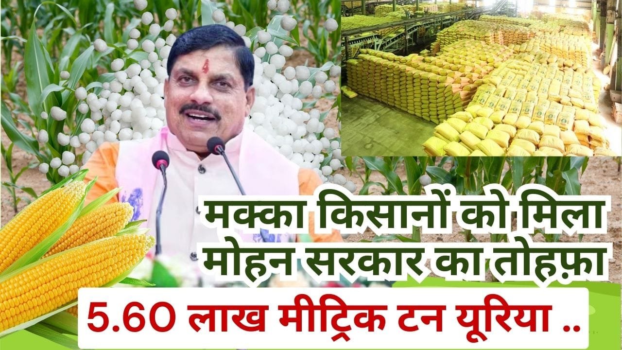 मध्य प्रदेश के मक्का किसानों को यूरिया की ज़रूरत
