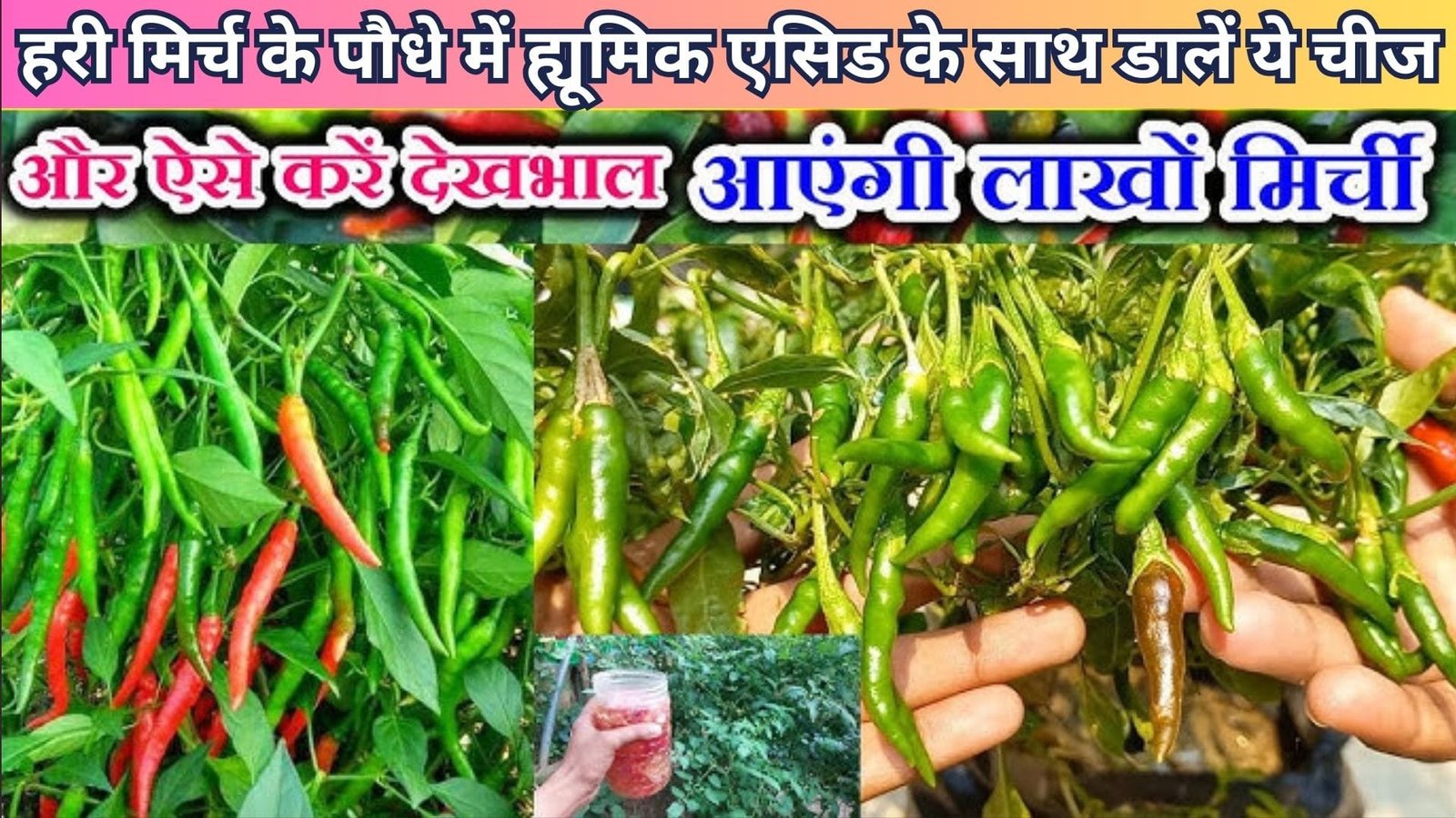 हरी मिर्च के पौधे में ह्यूमिक एसिड के साथ डालें ये चमत्कारी चीज, गुच्छों में धुआंधार मिर्च से लद जायेगा पौधा फूल गिरने की समस्या भी होगी दूर, जानिए नाम