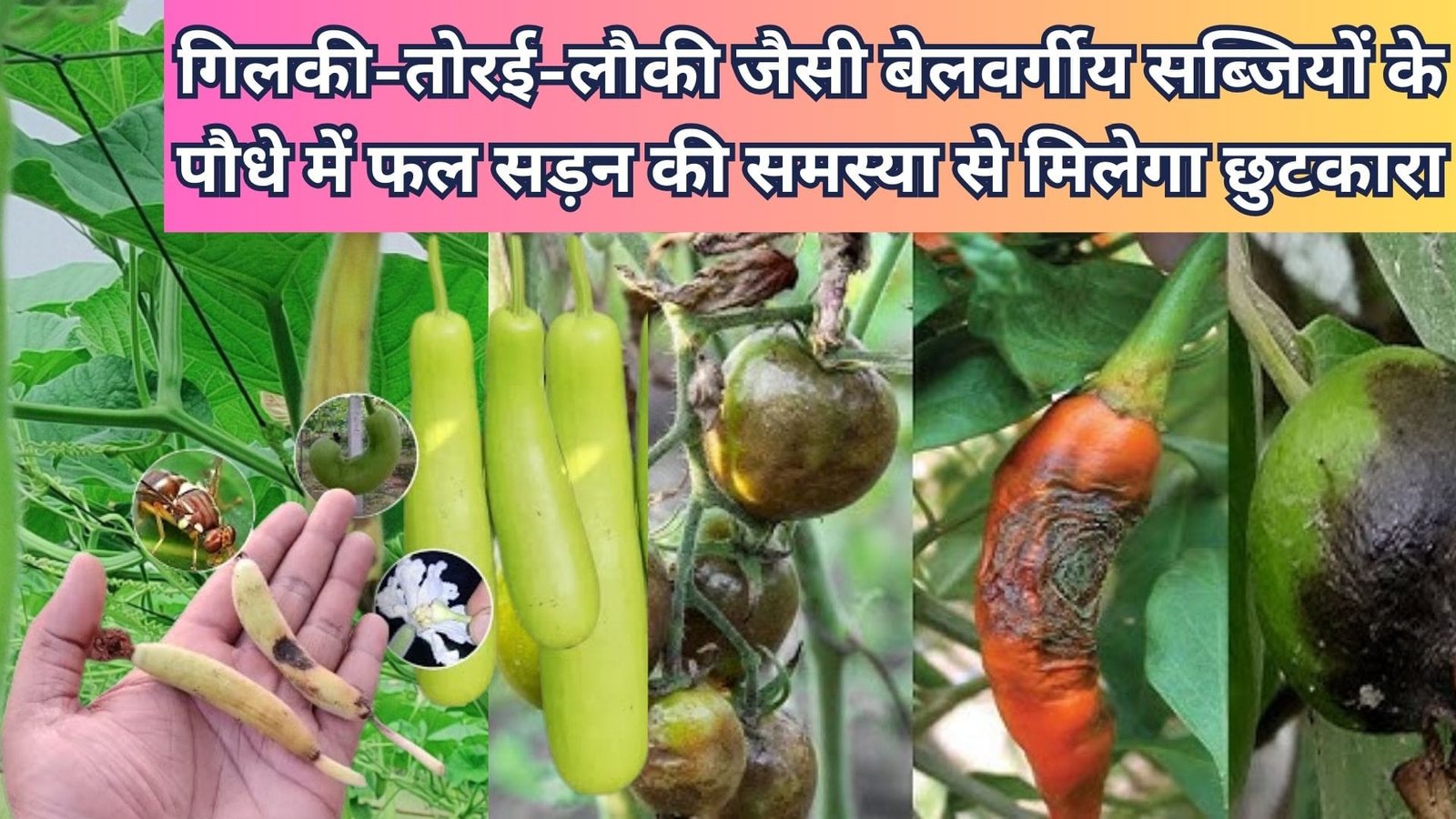 गिलकी-तोरई-लौकी जैसी बेलवर्गीय सब्जियों के पौधे में फल सड़न की समस्या से मिलेगा छुटकारा, ये 2 चीज पौधे में डालें और पाएं बंपर पैदावार