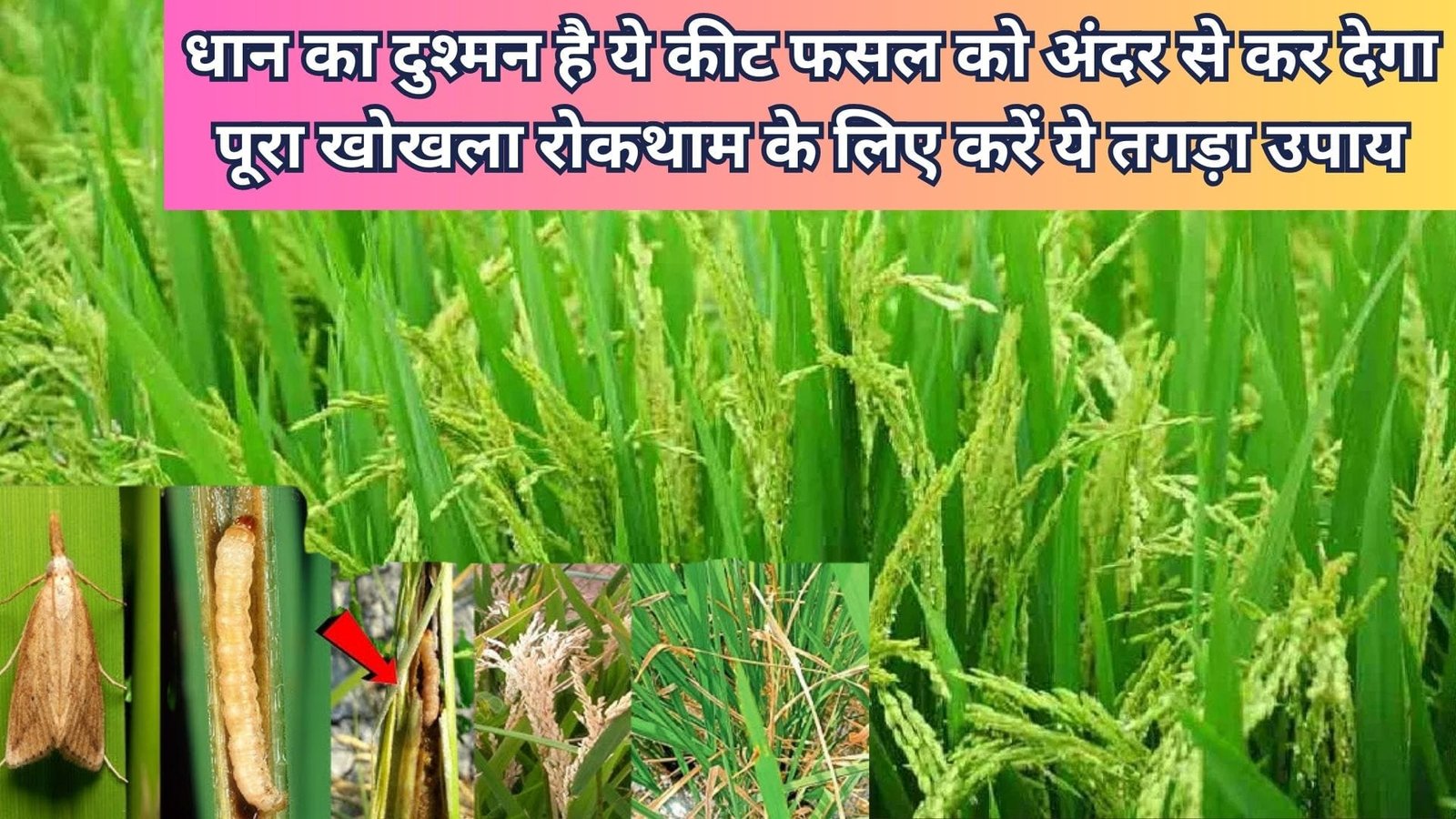 धान का दुश्मन है ये कीट, फसल को अंदर से कर देगा पूरा खोखला रोकथाम के लिए करें ये तगड़ा उपाय पौधों का विकास भी होगा तेज, जाने नाम