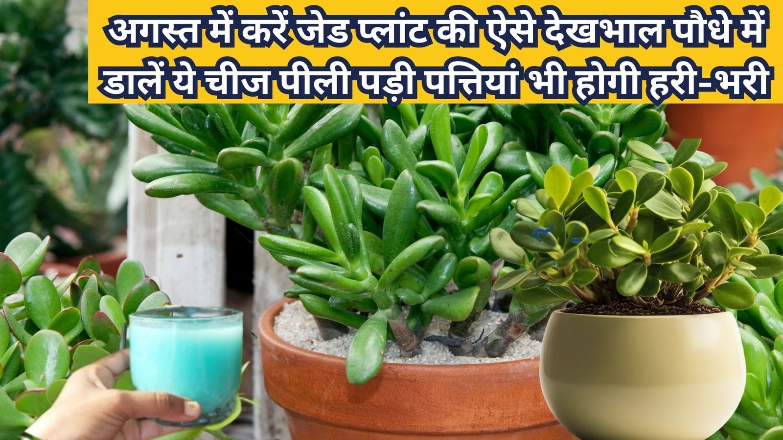 अगस्त में करें जेड प्लांट की ऐसे देखभाल, पौधे में डालें ये चीज पीली पड़ी पत्तियां भी होगी हरी-भरी, जाने पौधे को घना करने का सीक्रेट