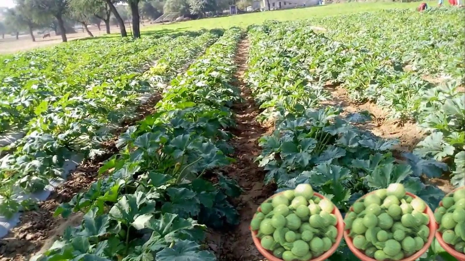 अगस्त-सितंबर में ये मामूली सी सब्जी लगाकर किसान 60 दिनों में कमा सकते है लाखों, डिमांड इतनी की मार्केट में जाते ही हाथों हाथ होगी बिक्री