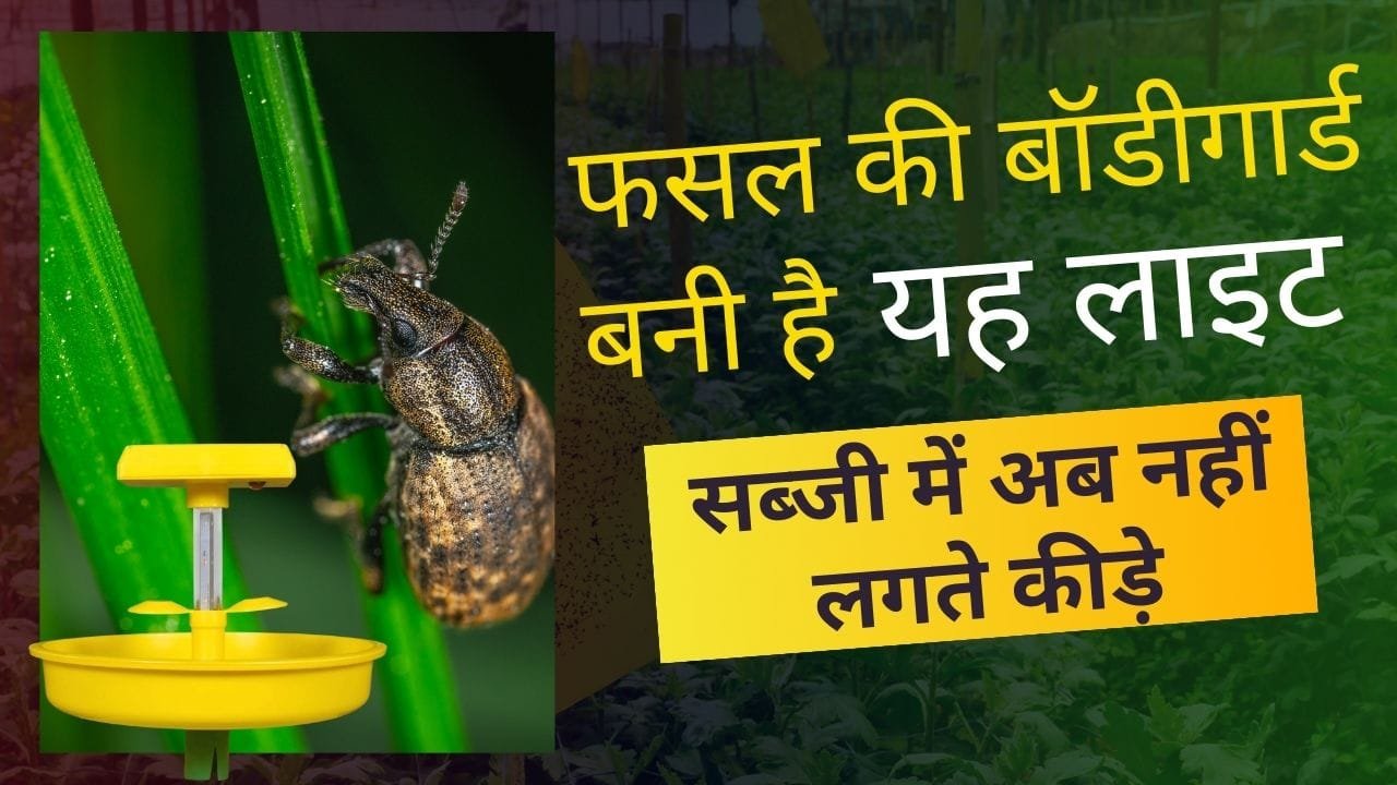 सब्जी को कीड़ों से बचाने की लाइट