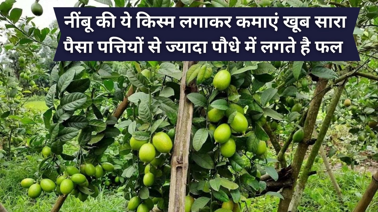 नींबू की ये किस्म लगाकर कमाएं खूब सारा पैसा, पत्तियों से ज्यादा पौधे में लगते है फल खेती से होगी नोटों की बरसात