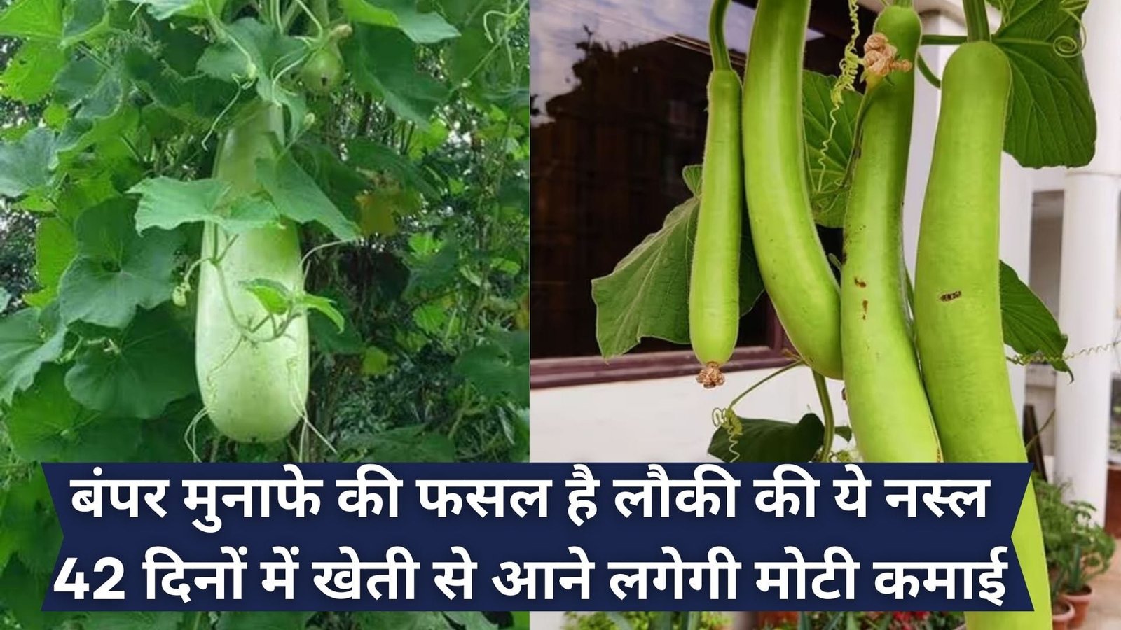 बंपर मुनाफे की फसल है लौकी की ये नस्ल, 42 दिनों में खेती से आने लगेगी मोटी कमाई मुनाफा देख बार-बार करने का मन होगा खेती, जाने खासियत