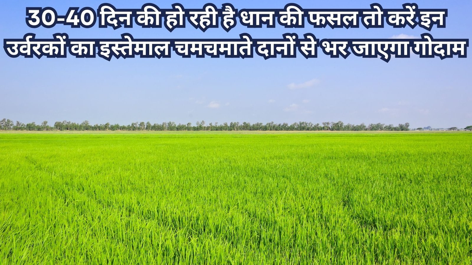 Agriculture tips: 30-40 दिन की हो रही है धान की फसल, तो करें इन उर्वरकों का इस्तेमाल चमचमाते दानों से भर जाएगा गोदाम