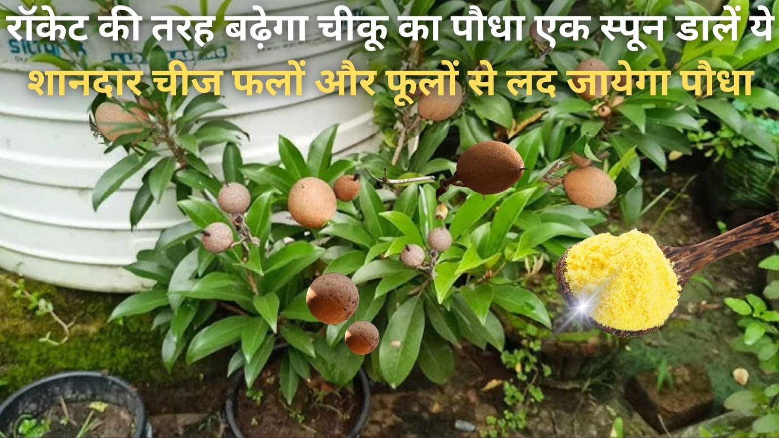 रॉकेट की तरह बढ़ेगा चीकू का पौधा, एक स्पून डालें ये शानदार चीज फलों और फूलों से लद जायेगा पौधा घर में ही होगी चीकू की खेती