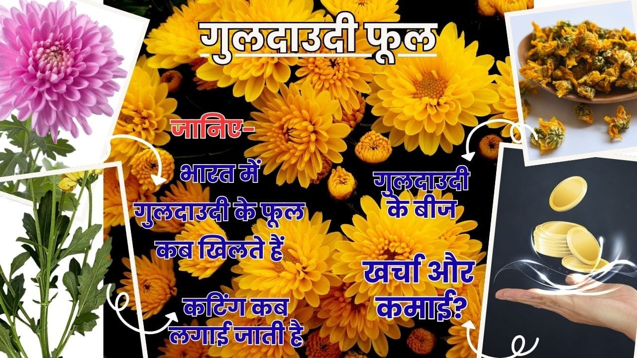 गुलदाउदी की कटिंग कब लगाई जाती है