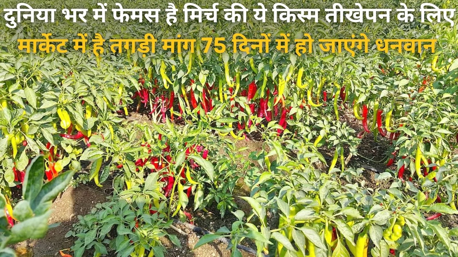 दुनिया भर में फेमस है मिर्च की ये किस्म, बारिश में करें खेती 75 दिनों में हो जाएंगे धनवान तीखेपन के लिए मार्केट में है तगड़ी मांग, जाने नाम
