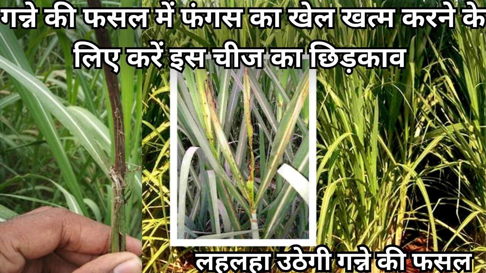 बरसात में गन्ने की फसल में फंगस का खेल खत्म करने के लिए करें इस चीज का छिड़काव, लहलहा उठेगी गन्ने की फसल 100 % होगा नियंत्रण, जाने कैसे
