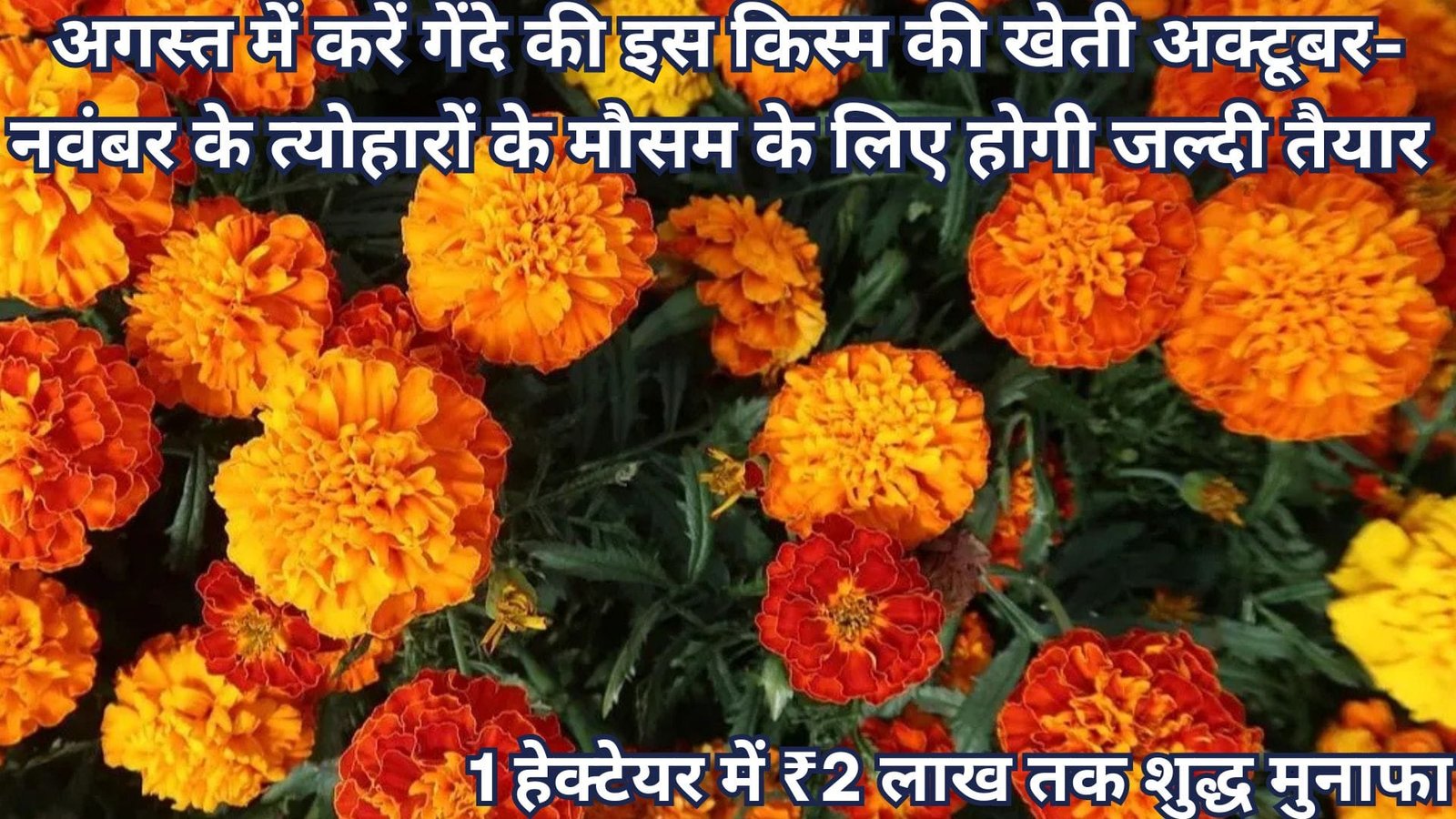 एक हेक्टेयर में ₹2 लाख तक शुद्ध मुनाफा