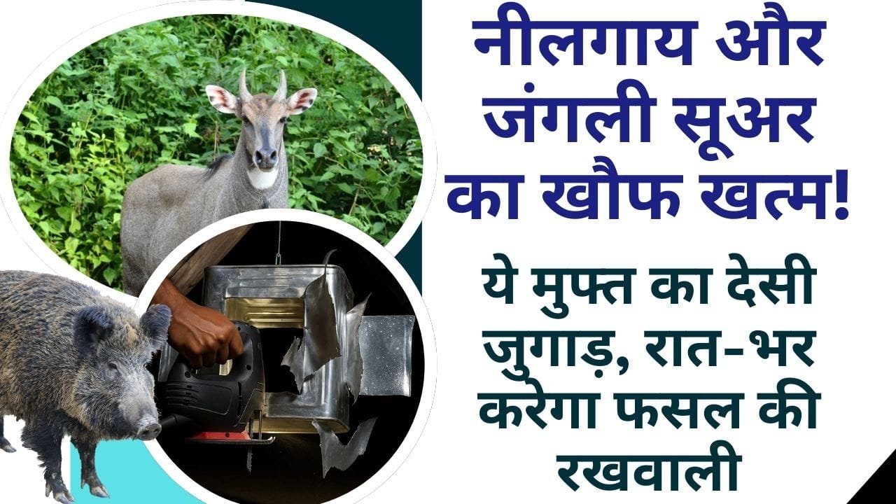 रात में फसल की रखवाली करेगा ये देसी जुगाड़