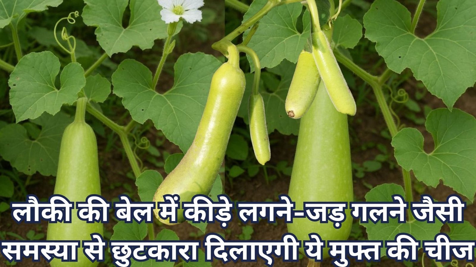 लौकी की बेल में कीड़े लगने-जड़ गलने जैसी अनेकों समस्या से छुटकारा दिलाएगी ये मुफ्त की चीज, पौधे में करें छिड़काव लंबी लौकियों की पाएं बंपर पैदावार