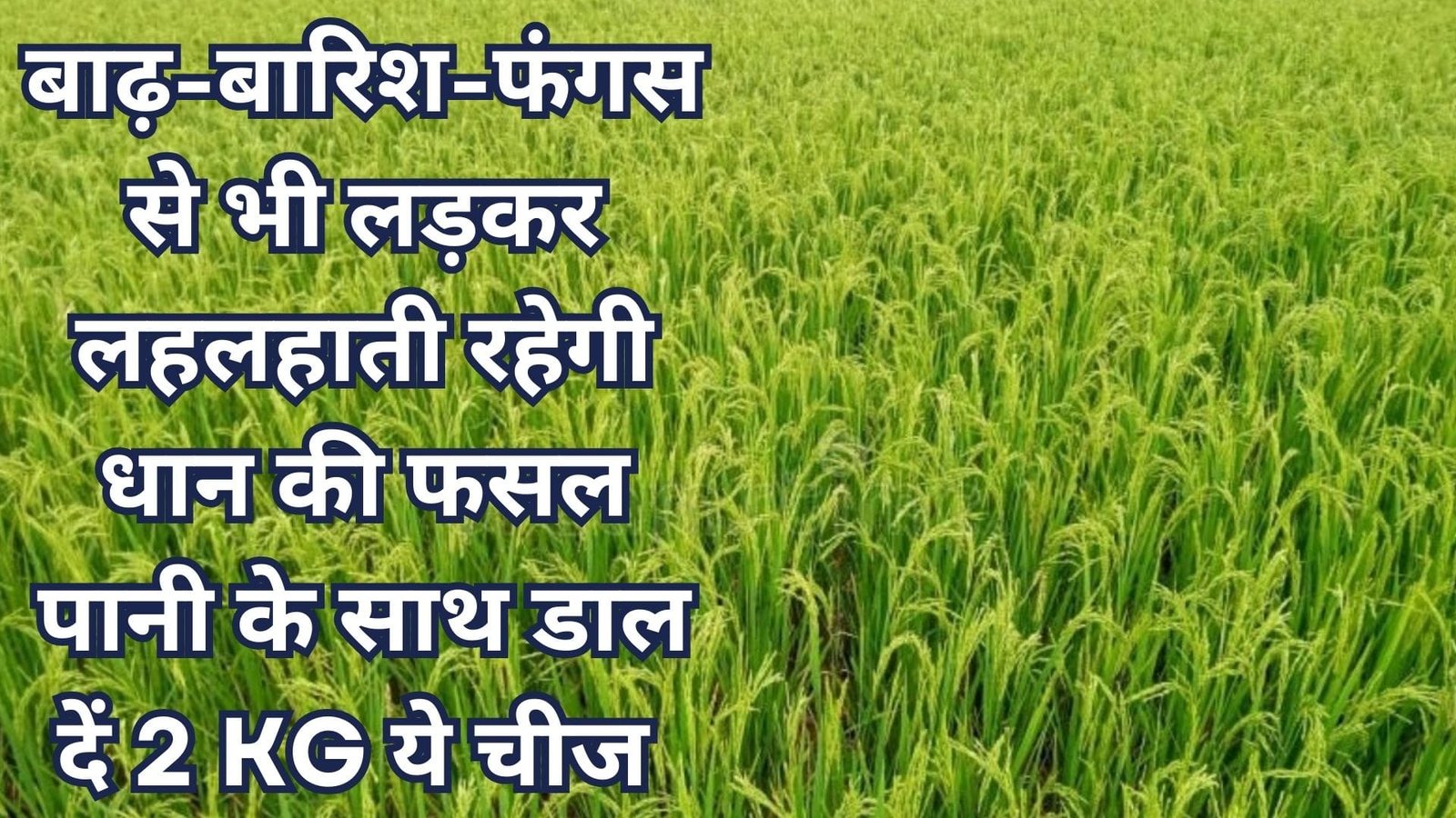 Agriculture tips: बाढ़-बारिश और फंगस से भी लड़कर लहलहाती रहेगी धान की फसल, बस पानी के साथ डाल दें 2 KG ये चीज मुरझाई फसल भी लहलहा उठेगी, जाने नाम