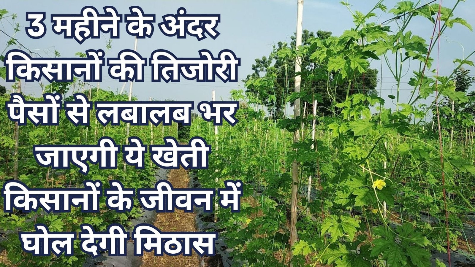 3 महीने के अंदर किसानों की तिजोरी पैसों से लबालब भर जाएगी, ये खेती किसानों के जीवन में घोल देगी मिठास बारिश में पानी की तरह बरसेगा मुनाफा