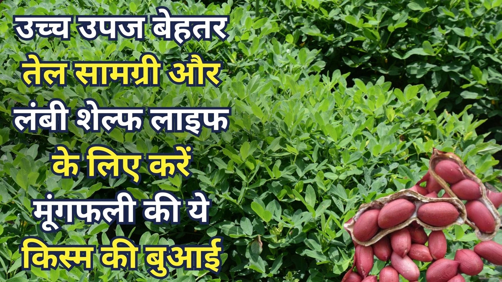 उच्च उपज, बेहतर तेल सामग्री और लंबी शेल्फ लाइफ के लिए करें मूंगफली की ये किस्म की बुआई, खेती से छपेगा अंधाधुन पैसा, जाने नाम