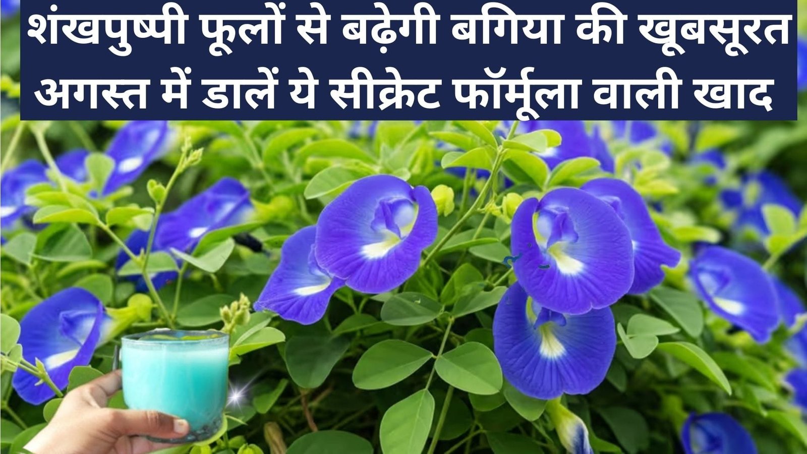 शंखपुष्पी फूलों से बढ़ेगी बगिया की खूबसूरत, अगस्त में डालें ये सीक्रेट फॉर्मूला वाली खाद फूलों से लदी बेल से बगीचे में लग जायेंगे 4 चाँद, जाने नाम