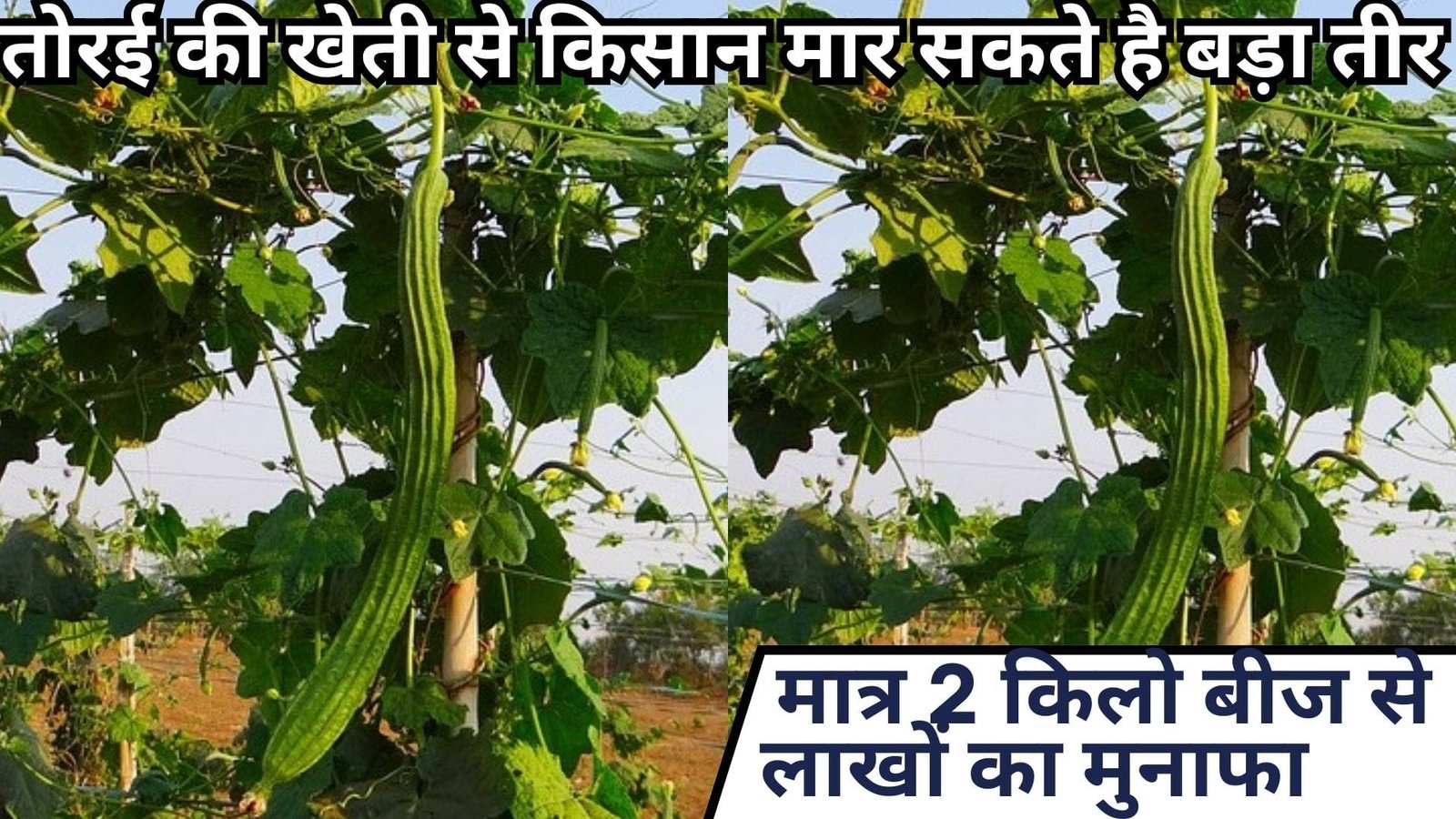 तोरई की खेती से बड़ा तीर मार सकते है किसान, मात्र 2 किलो बीज से लाखों का मुनाफा इस किस्म की करें खेती 50 दिनों में कमाई शुरू, जाने कौन सी किस्म है