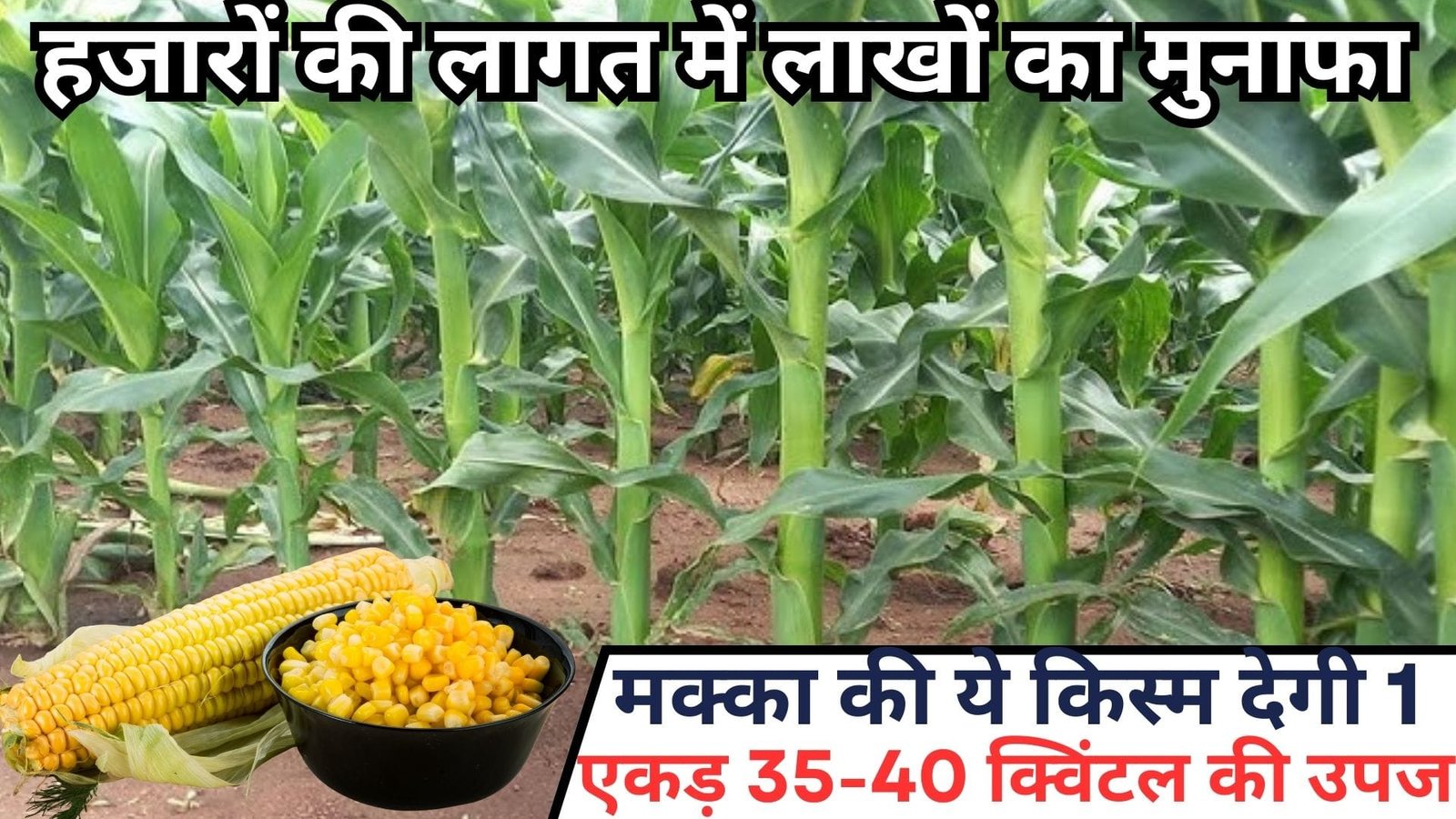 हजारों की लागत में लाखों का मुनाफा, मक्का की ये किस्म 80 दिनों में देगी प्रति एकड़ 35-40 क्विंटल की छप्परफाड़ पैदावार, जाने कौन सी किस्म