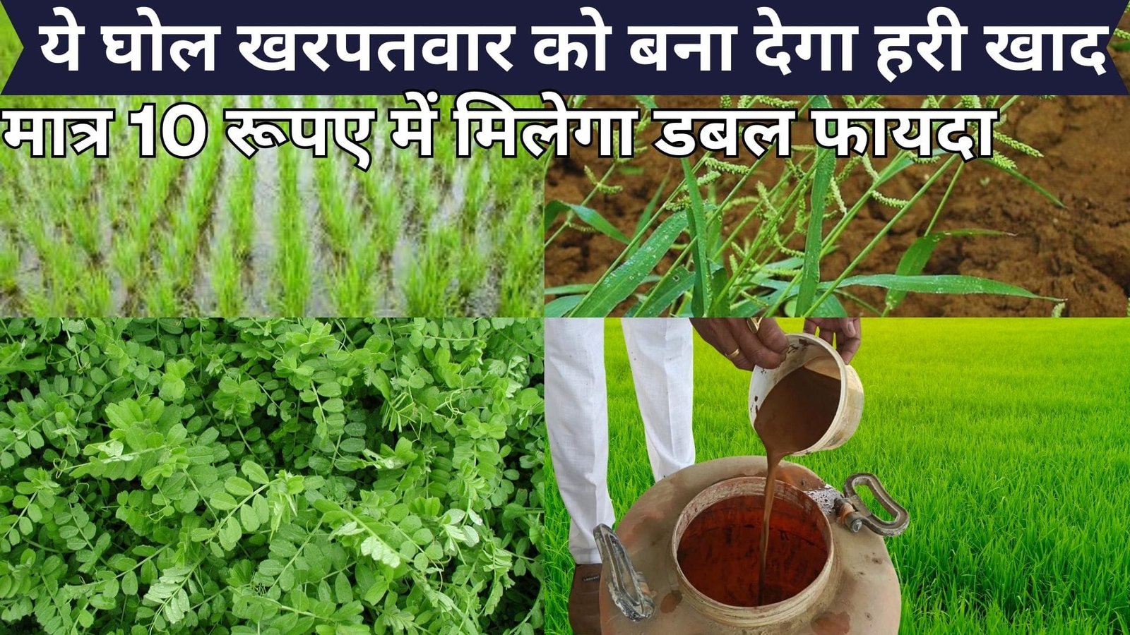 ये चमत्कारी घोल खरपतवार को बना देगा हरी खाद, धान के खेत में करें छिड़काव मात्र 10 रूपए में मिलेगा डबल फायदा, जाने नाम