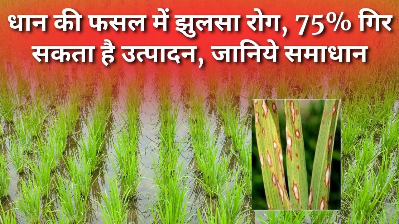 धान की फसल को झुलसा रोग से कैसे बचाएं