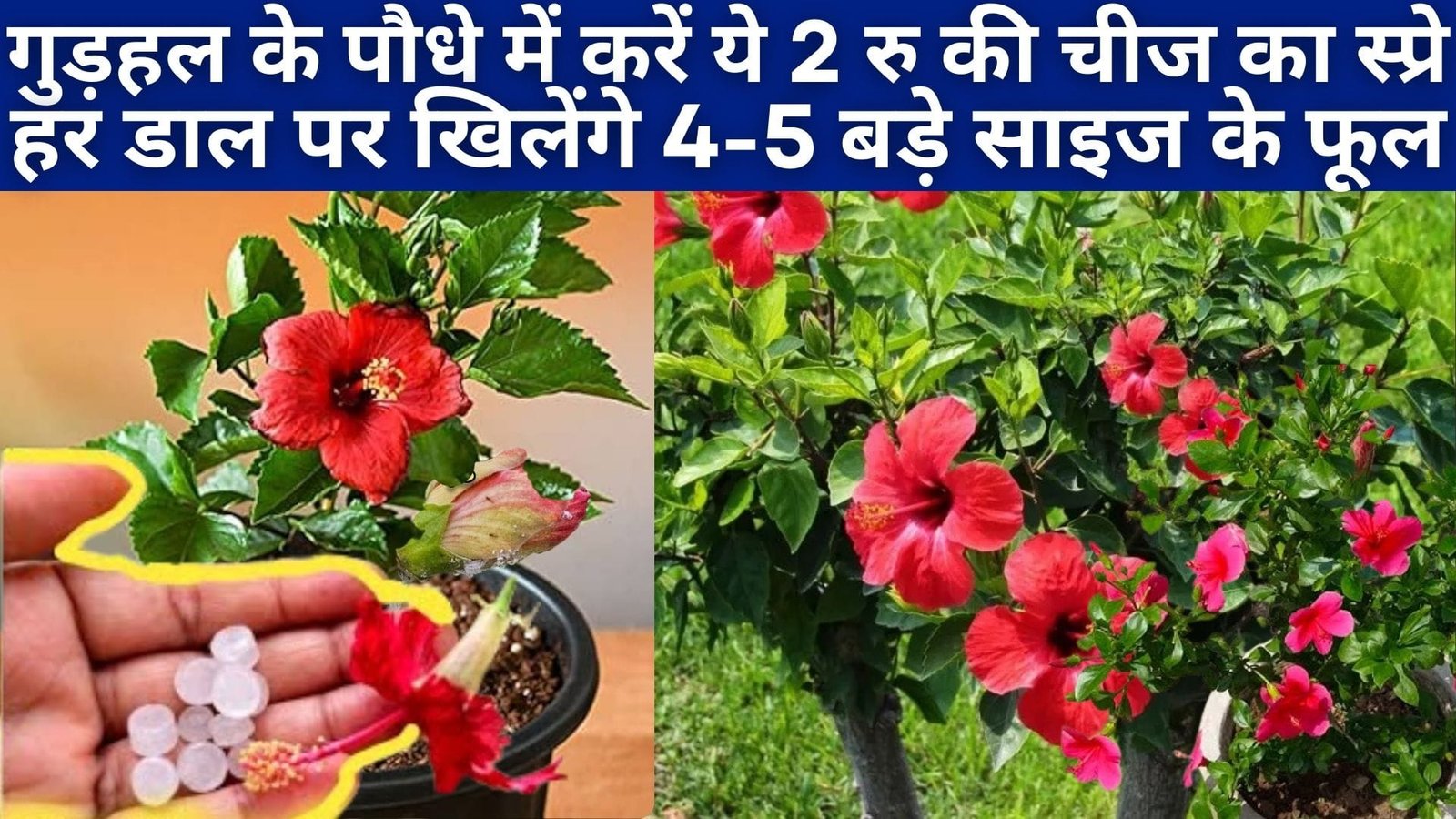 गुड़हल के पौधे में करें ये 2 रूपए की चीज का स्प्रे, पौधे में चिपके मिलीबग होंगे चुटकियों में गायब हर डाल पर खिलेंगे 4-5 बड़े साइज के फूल, जाने नाम