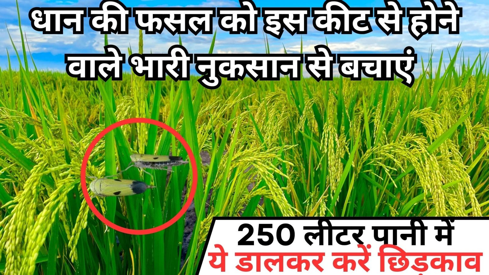 धान की फसल को इस कीट से होने वाले भारी नुकसान से बचाएं, 250 लीटर पानी में ये डालकर करें छिड़काव जड़ से नामोनिशान होगा खत्म, जानिए नाम
