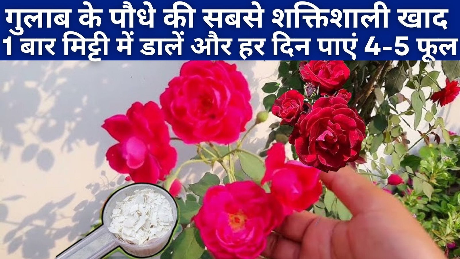 गुलाब के पौधे की सबसे शक्तिशाली खाद, एकबार मिट्टी में मिलाएं और हर दिन पाएं 4 से 5 फूल नर्सरी वाले भी ये देकर खिला देते है हजारों फूल, जाने नाम