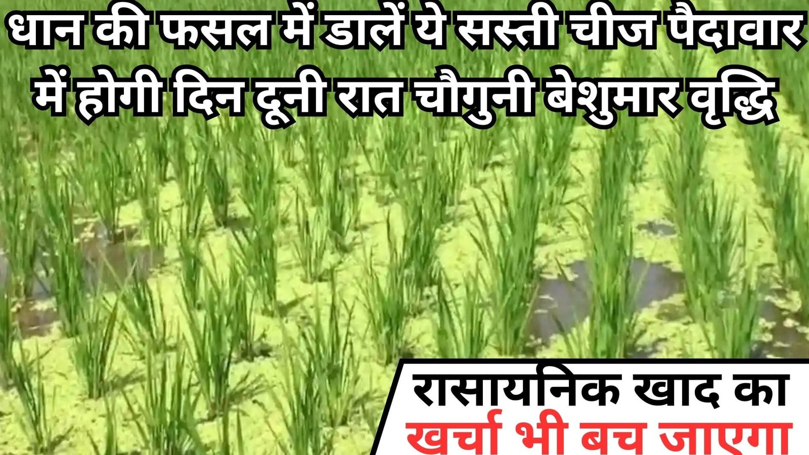 धान की फसल में डालें ये सस्ती चीज, पैदावार में होगी दिन दूनी रात चौगुनी बेशुमार वृद्धि रासायनिक खाद का खर्चा भी बच जाएगा, जाने नाम