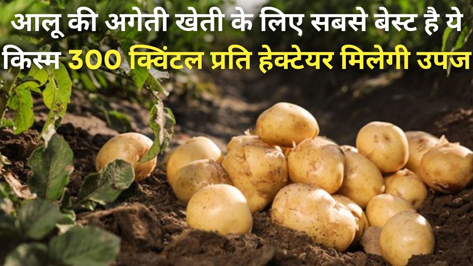आलू की अगेती खेती के लिए सबसे बेस्ट है ये किस्म, 300 क्विंटल प्रति हेक्टेयर मिलेगी उपज मुनाफा भी होगा डबल, जाने खासियत