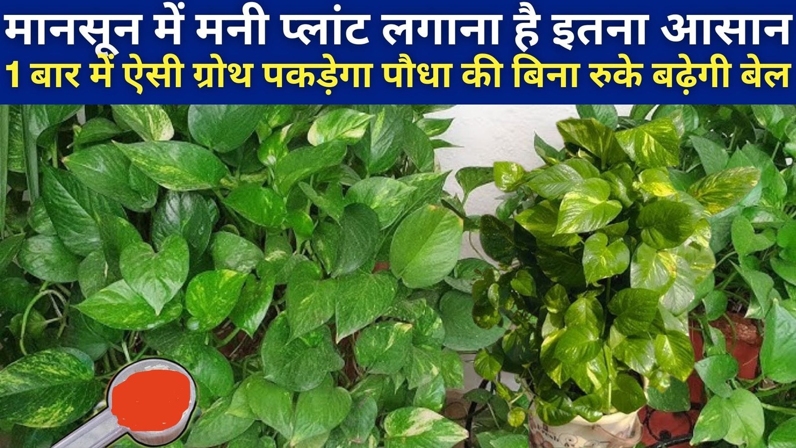 मानसून में मनी प्लांट लगाना है इतना आसान, बस इन कुछ बातों का रखें ध्यान एकबार में ऐसी ग्रोथ पकड़ेगा पौधा की बिना रुके बढ़ेगी बेल, जाने कैसे