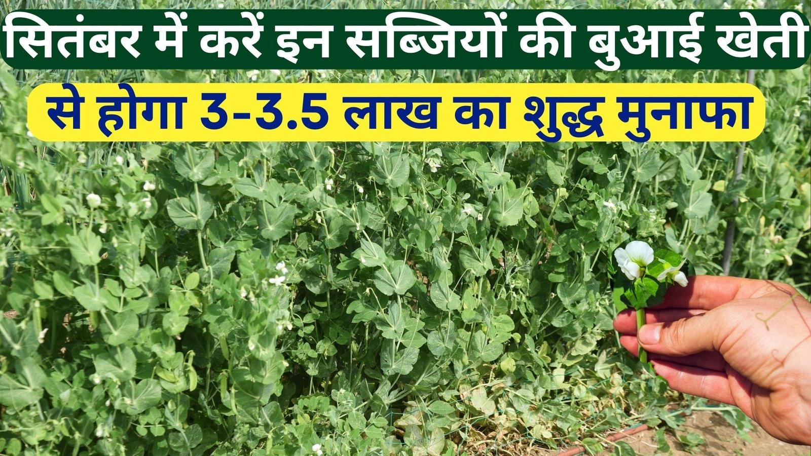 सितंबर में करें इन सब्जियों की बुआई, ठंड आने से पहले होगी तैयार बिकेंगी महंगी खेती से होगा 3-3.5 लाख का शुद्ध मुनाफा, जानिए नाम