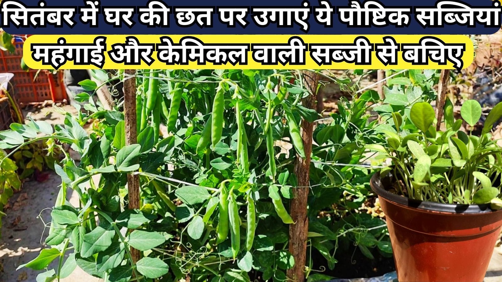 सितंबर में घर की छत पर उगाएं ये पौष्टिक सब्जियां, महंगाई और केमिकल वाली सब्जी से बचिए सेहत भी रहेगी एकदम फीट, जानिए पौधे लगाने की प्रोसेस