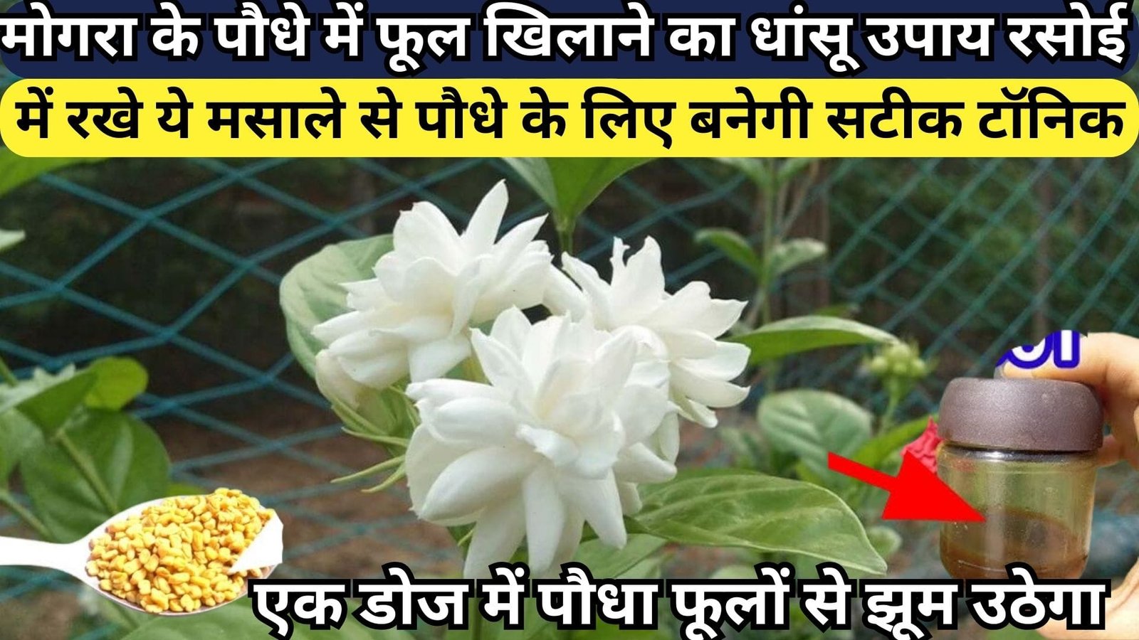 मोगरा के पौधे में फूल खिलाने का धांसू उपाय, रसोई में रखे ये मसाले से पौधे के लिए बनेगी सटीक टॉनिक एक डोज में पौधा फूलों से झूम उठेगा, जाने नाम