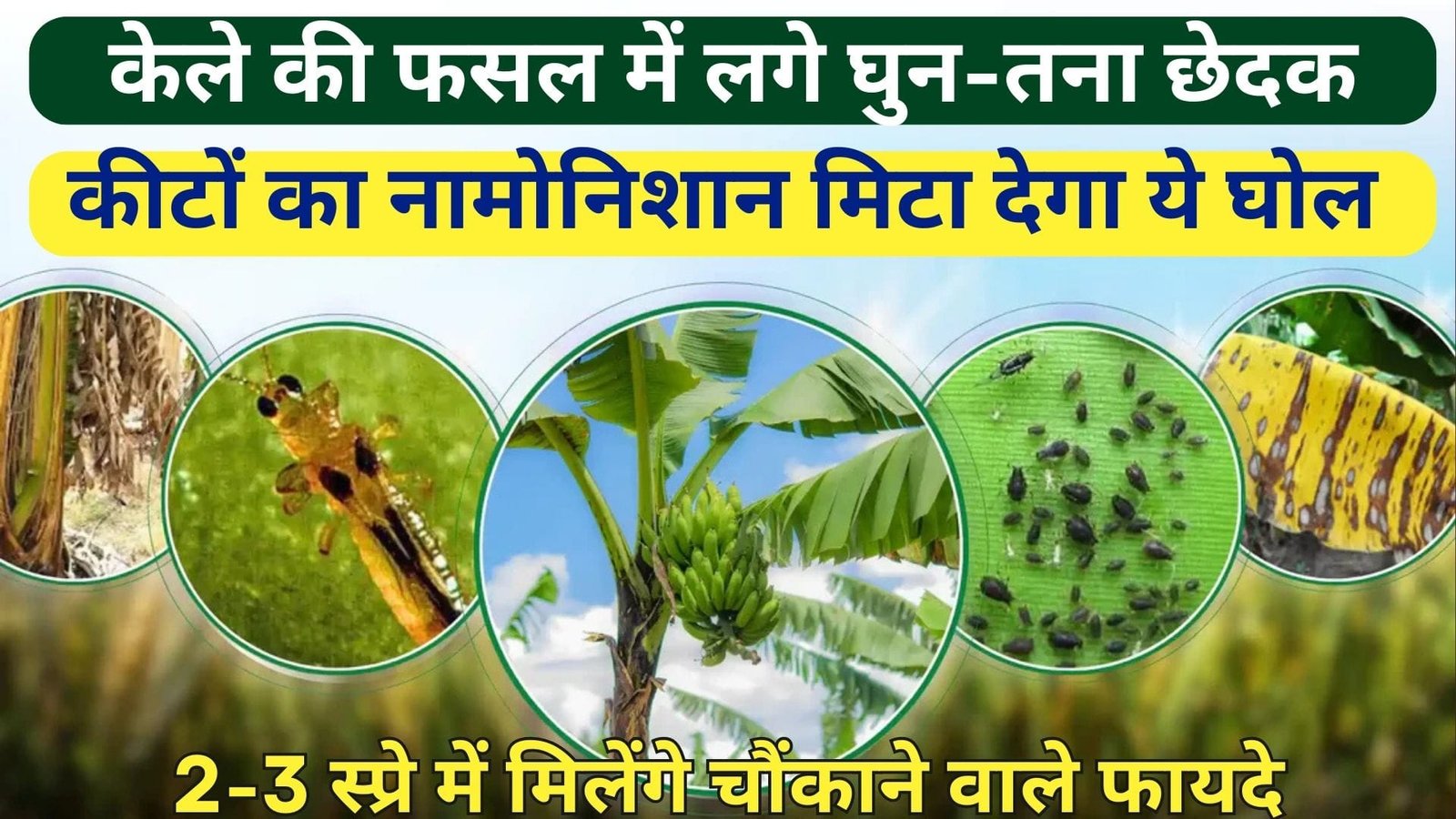 Agriculture tips: केले की फसल में लगे घुन-तना छेदक कीटों का नामोनिशान मिटा देगा ये घोल, 2-3 स्प्रे में मिलेंगे चौंकाने वाले फायदे, जाने कैसे