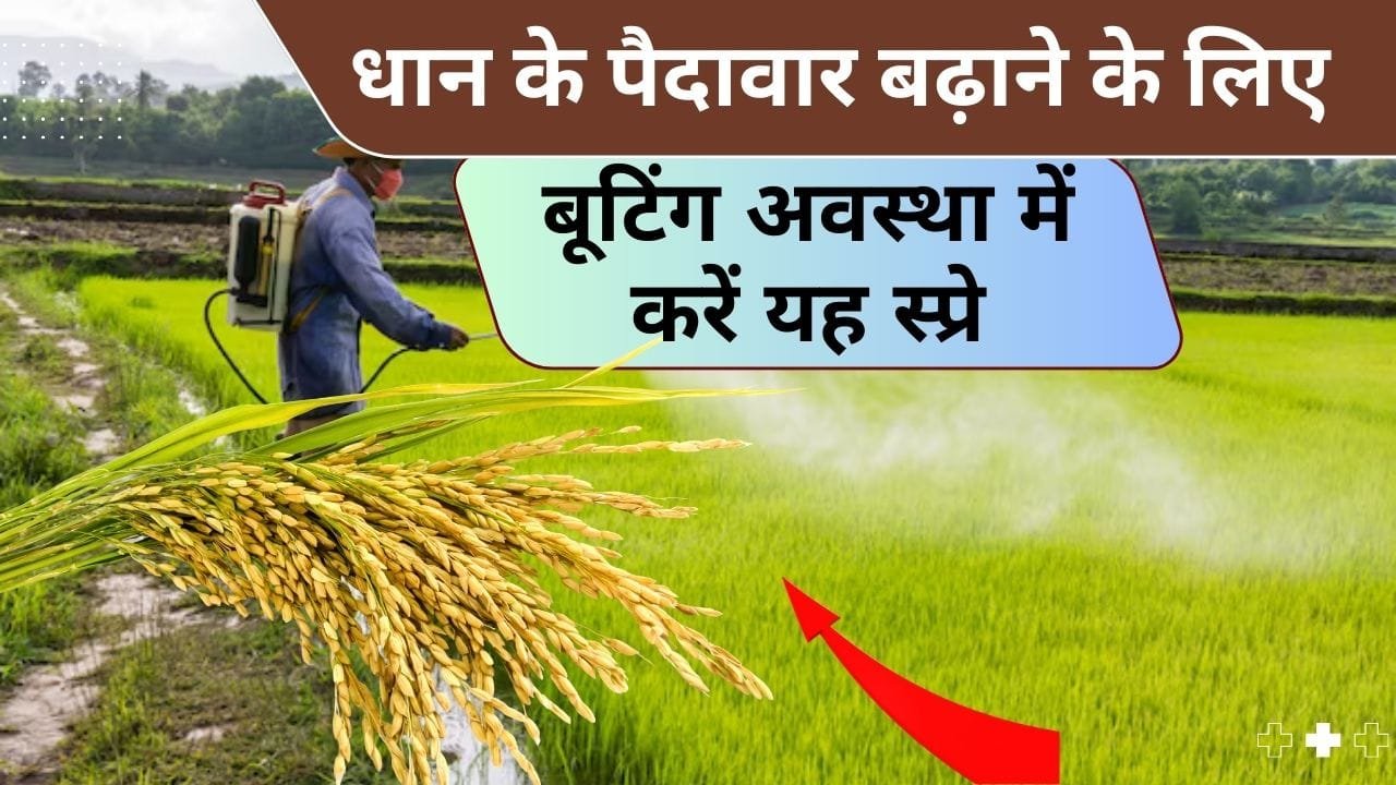 धान की पैदावार बढ़ाने के लिए स्प्रे