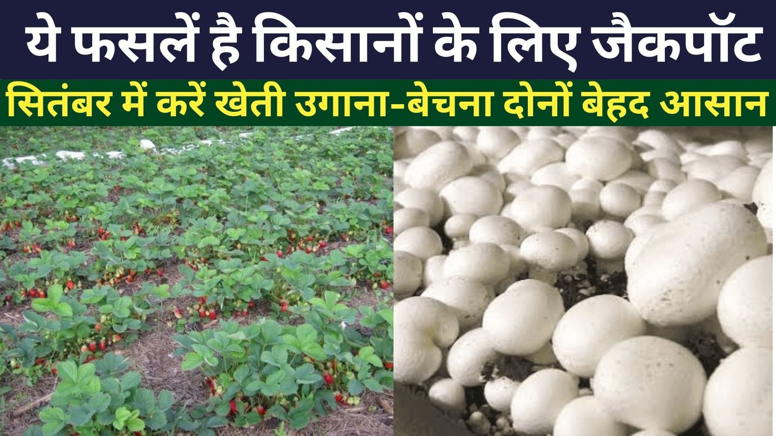 ये फसलें है किसानों के लिए जैकपॉट, सितंबर में करें खेती उगाना-बेचना दोनों बेहद आसान खेती से चंद दिनों में हो जायेंगे धन्ना सेठ, जाने नाम