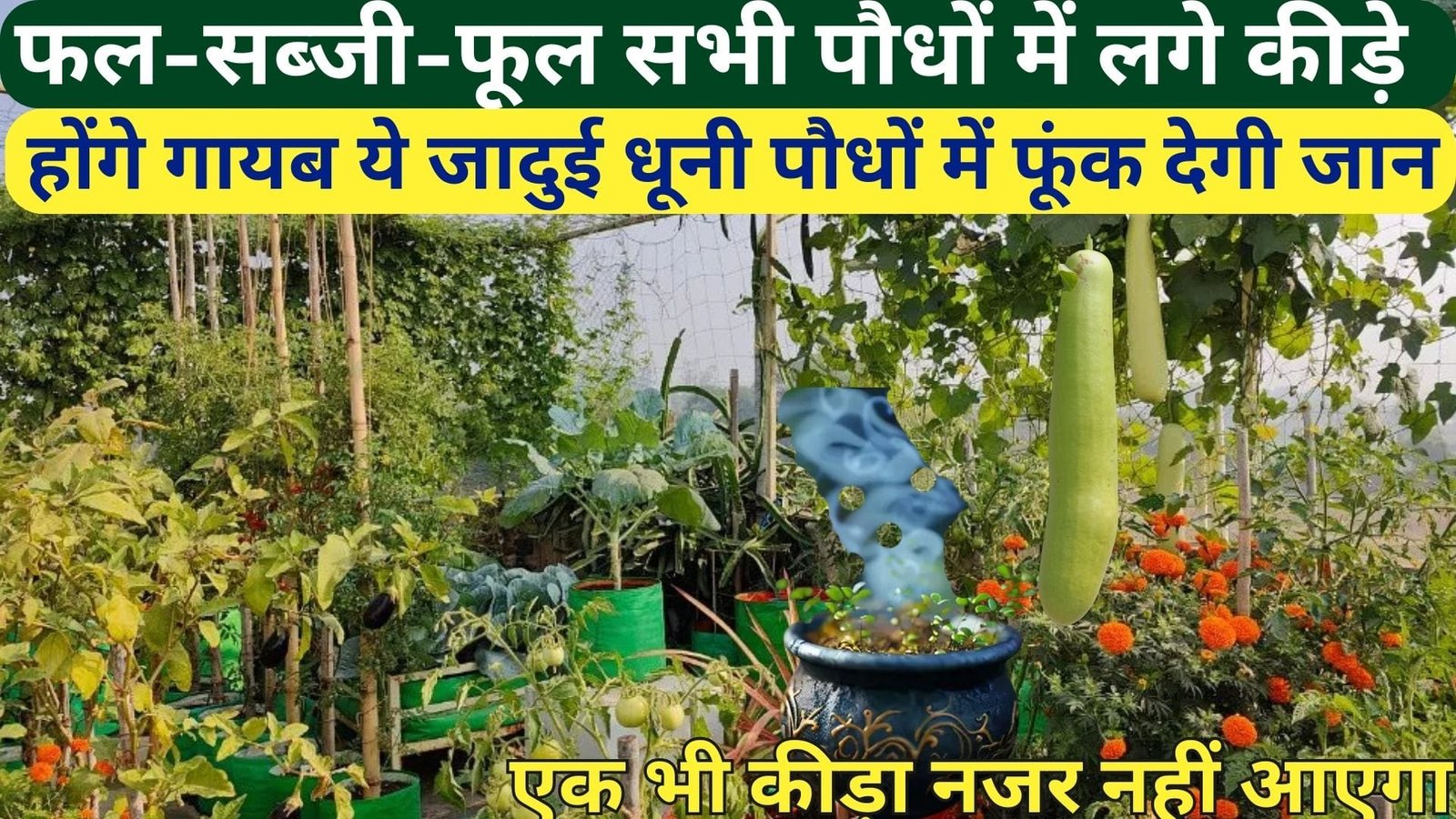 फल-सब्जी-फूल सभी पौधों में लगे कीड़े होंगे गायब, ये चमत्कारी धूनी पौधों में फूंक देगी जान एक भी कीड़ा नजर नहीं आएगा, जाने धूनी का कमाल