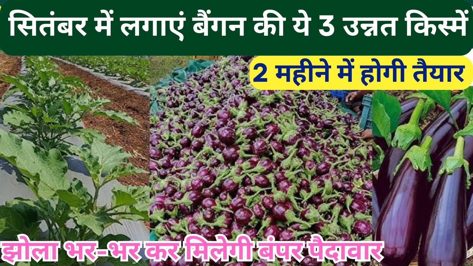 सितंबर में लगाएं बैंगन की ये 3 उन्नत किस्में, 2 महीने में होगी तैयार झोला भर-भर कर मिलेगी बंपर पैदावार दोगुनी कमाई से किसानों की होगी मौज